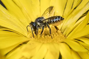 Megachile Prints: Patchwork leafcutter bee (Megachile centuncularis) feeding from Common marigold
