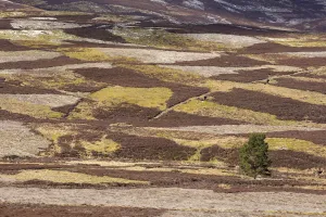 Heather Prints: Patchwork of upland heather moorland and isolated pine tree on grouse shooting estate