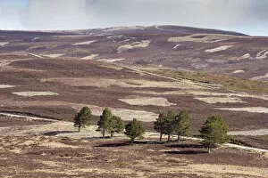 Images Dated 24th April 2016: Patchwork of upland heather moorland and isolated Scots pine (Pinus sylvestris) trees