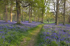 Asparagaceae Gallery: Path through Blickling Great Wood with Bluebells (Hyacinthoides non-scripta) in flower, UK, April