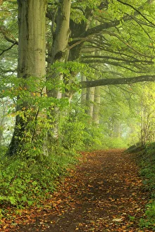 Somerset Prints: Path through foggy autumnal beech woodland