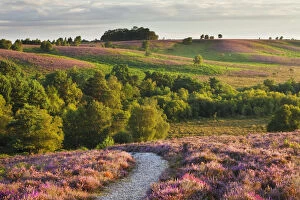 Path through Heather in bloom on lowland heathland, Rockford Common, Linwood, New