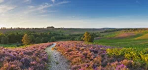 Footpaths Gallery: Path through Heather in bloom on lowland heathland, Rockford Common, Linwood, New