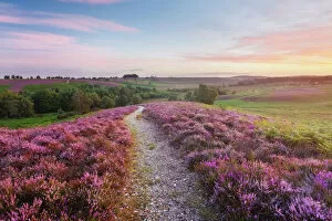 Footpaths Gallery: Path through heather flowering on lowland heathland, Rockford Common, Linwood, New