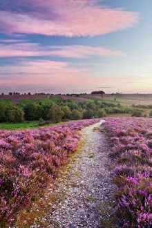 Flowers Gallery: Path through Heather flowering on lowland heathland, Rockford Common, Linwood, New