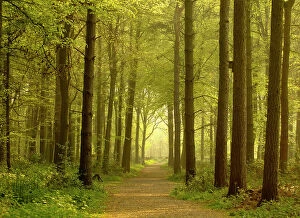 Footpaths Collection: Path leading through forest, The National Forest, Midlands, UK, Spring 2011
