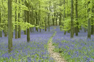 Images Dated 12th September 2019: Path leading through through woodland with Bluebells (Hyacinthoides non-scripta)