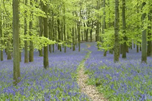 Asparagaceae Gallery: Path leading through through woodland with Bluebells (Hyacinthoides non-scripta)