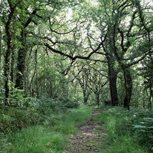 Path through mature oak woodland on the Crom Estate, County Fermanagh, Northern Ireland