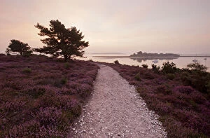 Footpaths Collection: Path running through Common heather (Calluna vulgaris) in flower, with Brownsea Island