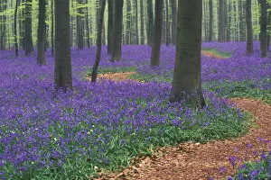 Path winding through Bluebell woodland {Hyacinthoides non-scripta} Belgium