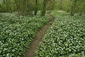 Allium Longipetiolatum Gallery: Path through woodland with Wild garlic (Allium ursinum) in flower, Hampshire, England