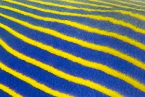 Detail of pattern of an adult Emperor angelfish (Pomacanthus imperator) Seraya, Tulamben
