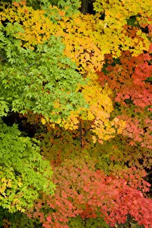 Pattern of green yellow, and red Maple (Acer sp.)leaves in autumn, North Chagrin Reservation