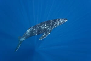 Whales Gallery: Patterns of diffused sunlight on Humpback whale (Megaptera novaeangliae), Hawaii