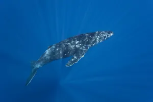 Patterns Prints: Patterns of diffused sunlight on Humpback whale (Megaptera novaeangliae), Hawaii