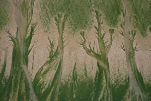 Algae Gallery: Patterns made in sand by Mint-sauce worms (Symsagittifera roscoffensis / Convoluta