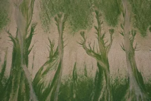 Elevated View Prints: Patterns made in sand by Mint-sauce worms (Symsagittifera roscoffensis / Convoluta