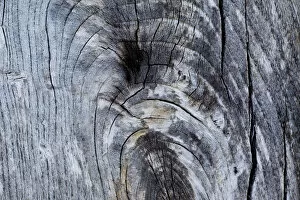 Patterns within weathered wood, Flow country, Forsinard, Caithness, Highland, Scotland