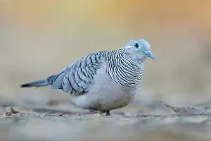 Pigeon Prints: Peaceful dove (Geopelia placida) portrait