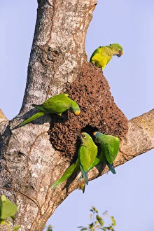 Arinae Gallery: Peach-fronted parakeets (Aratinga aurea) at the nesthole in termite mount, Pantanal, Brazil