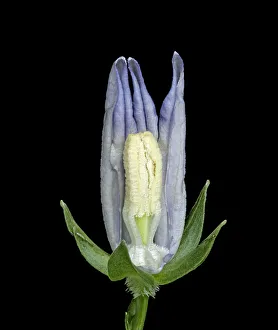 Heather Angel Prints: Peach leaved bellflower (Campanula persicifolia) dissection, petals removed to show