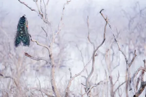Images Dated 6th April 2017: Peacock / Blue Peafowl male (Pavo cristatus) perched in tree, Yala National Park