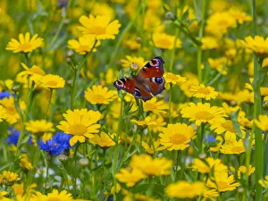 Peacock butterflies (Inachis io) feeding on corn marigolds (Glebionis segetum)