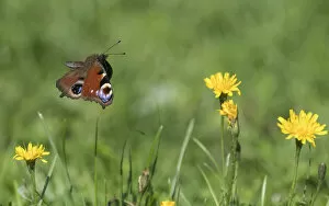 Peacock butterfly (Aglais io) flying over flowers. Finland. August