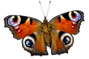 Papilio Io Prints: Peacock butterfly (Inachis io), Lorsch, Hessen, Germany. Meetyourneighbours. net project