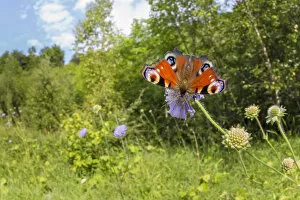 Lepidoptera Gallery: Peacock butterfly (Inachis io) feeding on Field Scabious (Knautia arvensis) in a disused