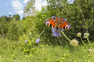 Dipsacaceae Prints: Peacock butterfly (Inachis io) feeding on Field Scabious (Knautia arvensis) in a disused