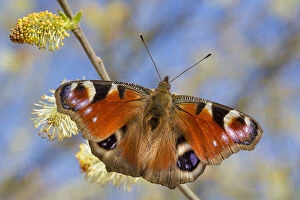 Red Gallery: Peacock butterfly (Inachis io) feeding on Goat Willow catkins (Salix caprea), an