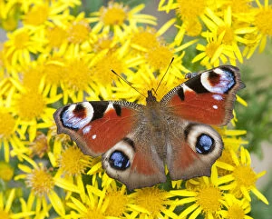 Peacock butterfly (Inachis io) on Ragwort (Senecio jacobaea) Scotland, UK
