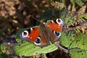 Images Dated 23rd September 2011: Peacock butterfly (Inachis io), Sark, Channel Islands, Sept 2011
