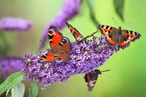 Flowers Collection: Peacock butterfly (Inachis io) and Small tortoiseshell butterflies (Aglais urticae)