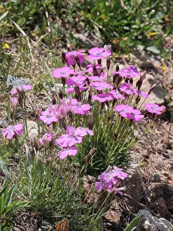 Caryophyllaceae Prints: Peacock-eyed pink (Dianthus pavonius) in flower, Briancon, Hautes-Alpes, France. July