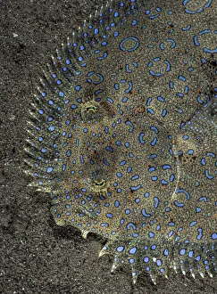 Flatfish Prints: Peacock flounder (Bothus lunatus) camouflaged on sand seabed, Dominica, Eastern Caribbean