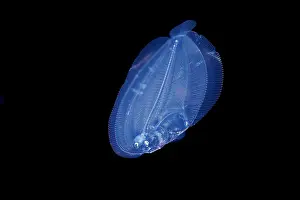 Flatfish Prints: Peacock flounder (Bothus lunatus) larvae swimming in open ocean at night