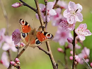 Papilionoidea Prints: Peacock (Inachis io)