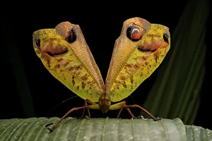 Animal Markings Prints: Peacock katydid (Pterochroza ocellata) in defensive posture