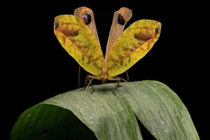 Ensifera Prints: Peacock katydid (Pterochroza ocellata) on leaf in defensive posture