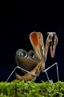 2018 April Highlights Collection: Peacock mantis (Pseudempusa pinnapavonis) in defensive posture; captive occurs in Burma