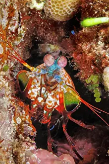 Crustracea Prints: Peacock mantis shrimp (Odontodactylus scyllarus) portrait, Guam, Micronesia, Pacific Ocean