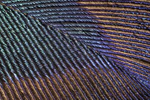 Peacock (Pavo cristatus feather close up showing iridescence at 10x magnification