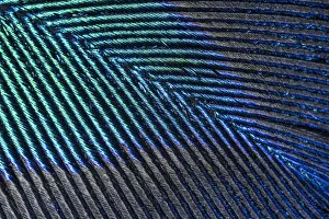 Peacock (Pavo cristatus feather close up showing iridescence at 10x magnification