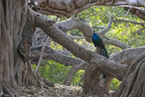 Peacock (Pavo cristatus) resting on large Banyan tree (Ficus benghalensis), Ranthambhore