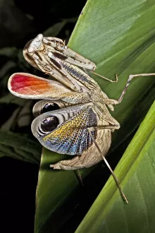 Peacock praying mantis (Pseudempusa pinnapavonis) female in defensive display with colourful wings