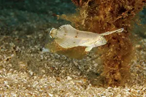 Hawaii Islands Prints: Peacock razor wrasse (Iniistius pavo) juvenile imitating a drifting leaf by bending while swimming