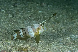 Philippines Prints: Peacock razor wrasse (Iniistius pavo) on seabed
